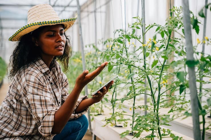A farmer checking tomato plants in a greenhouse with her phone
