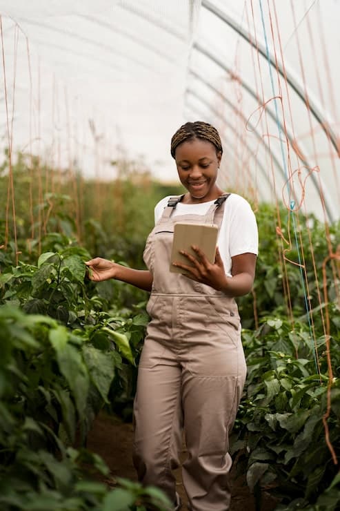 A farmer checking a tablet between pepper plants in a greenhouse